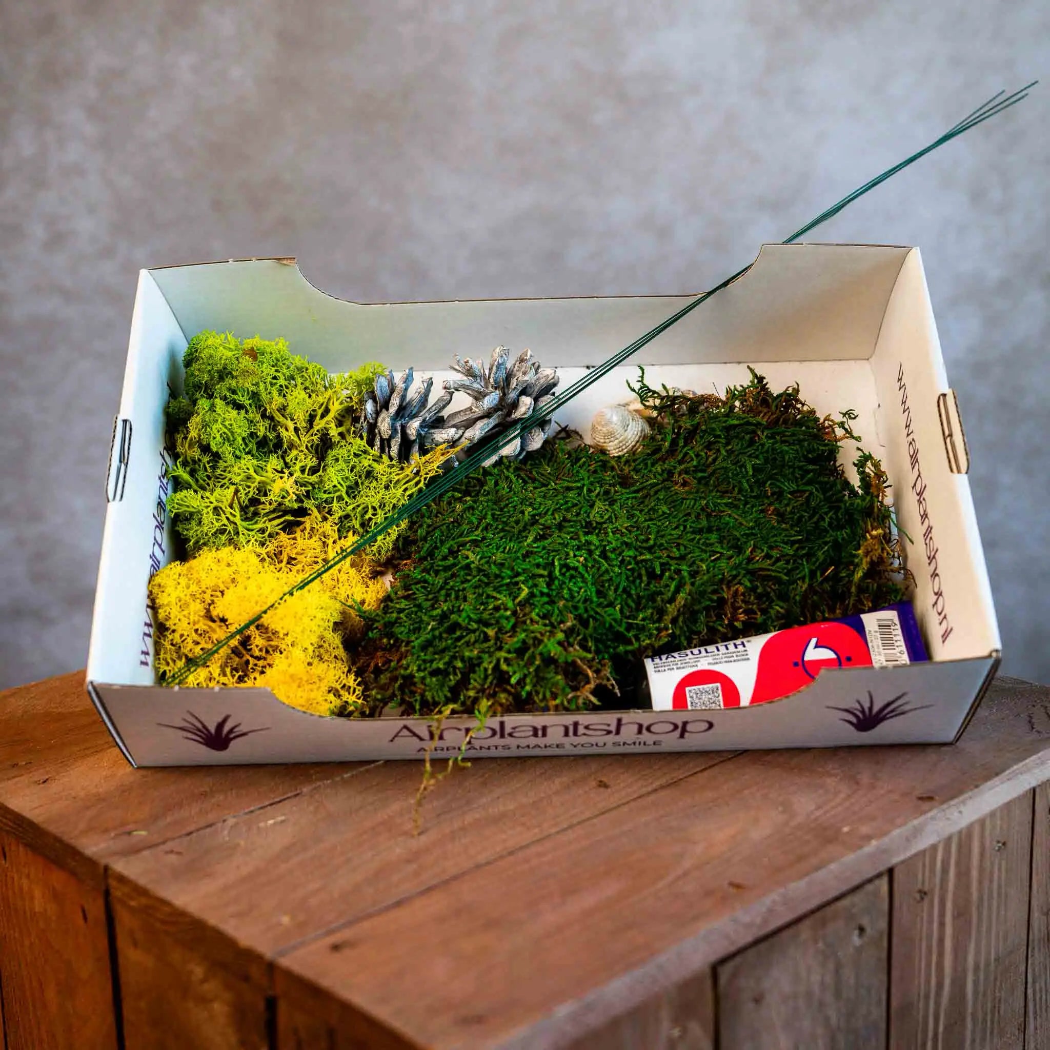 DIY: Boomstronk met Tillandsia's