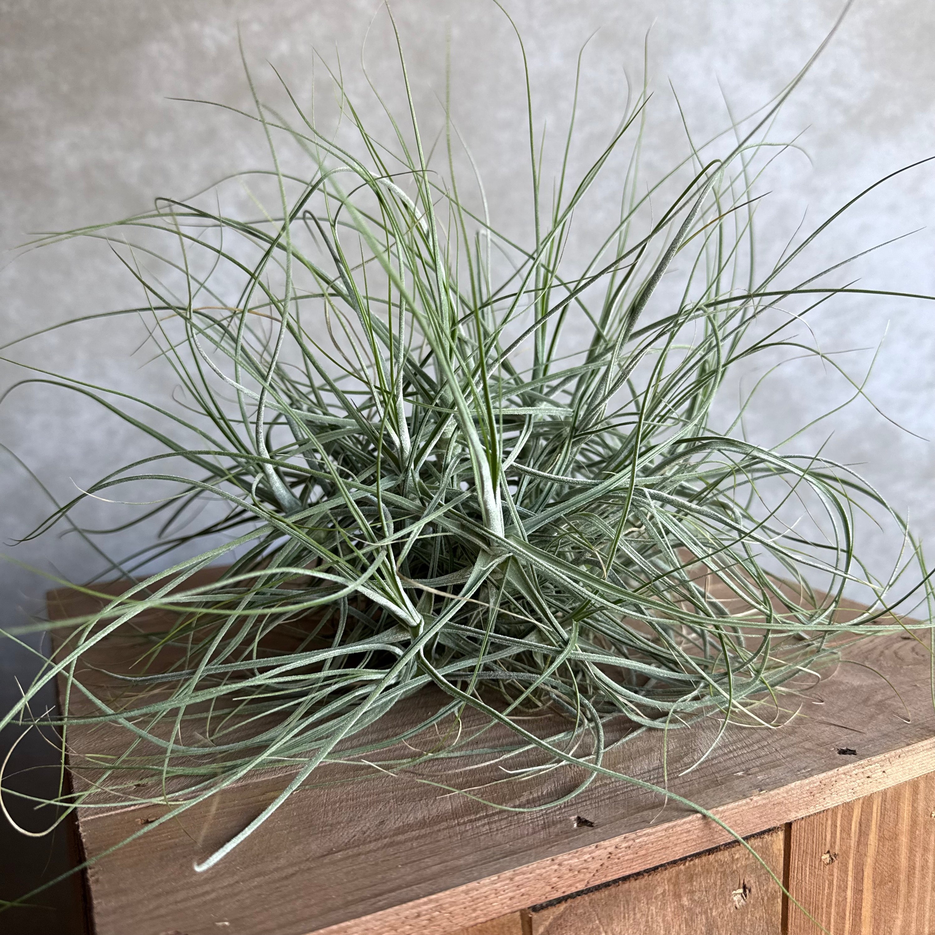 Tillandsia schiedeana XXL