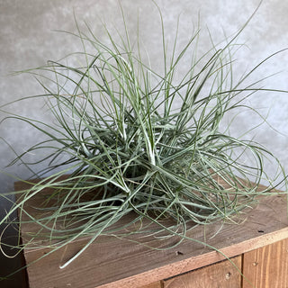 Tillandsia schiedeana XXL