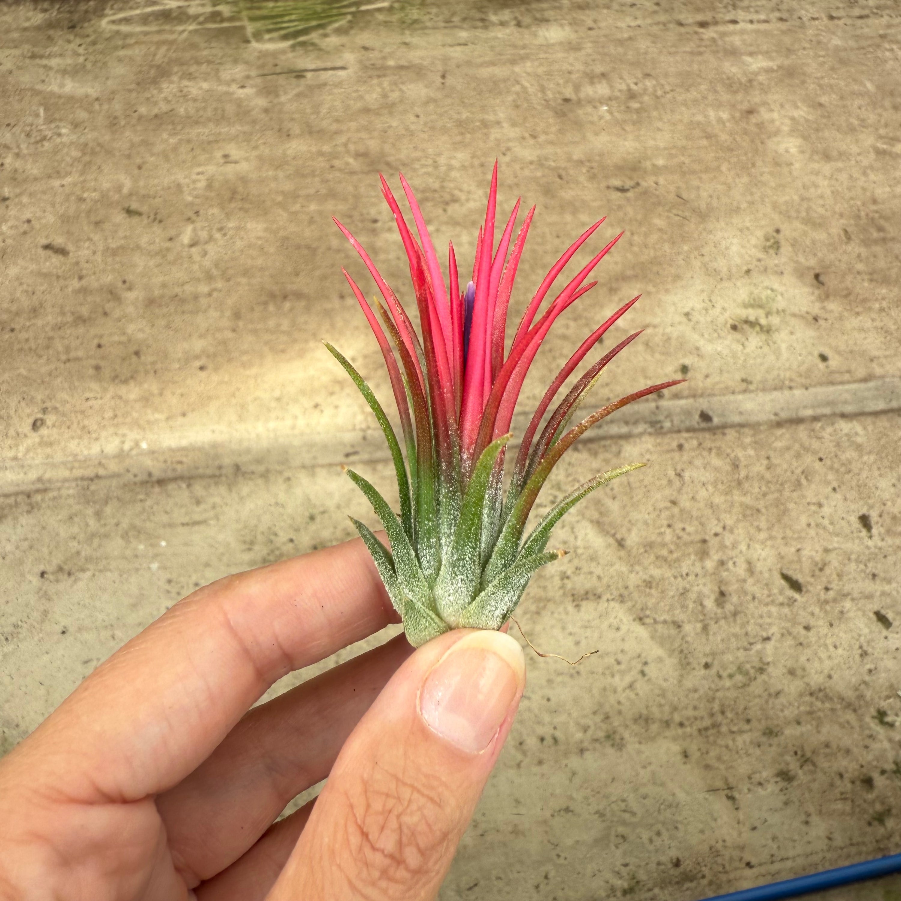 5x Tillandsia ionantha fuego XL