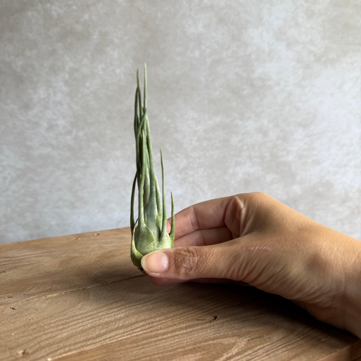 Tillandsia ariza juliae