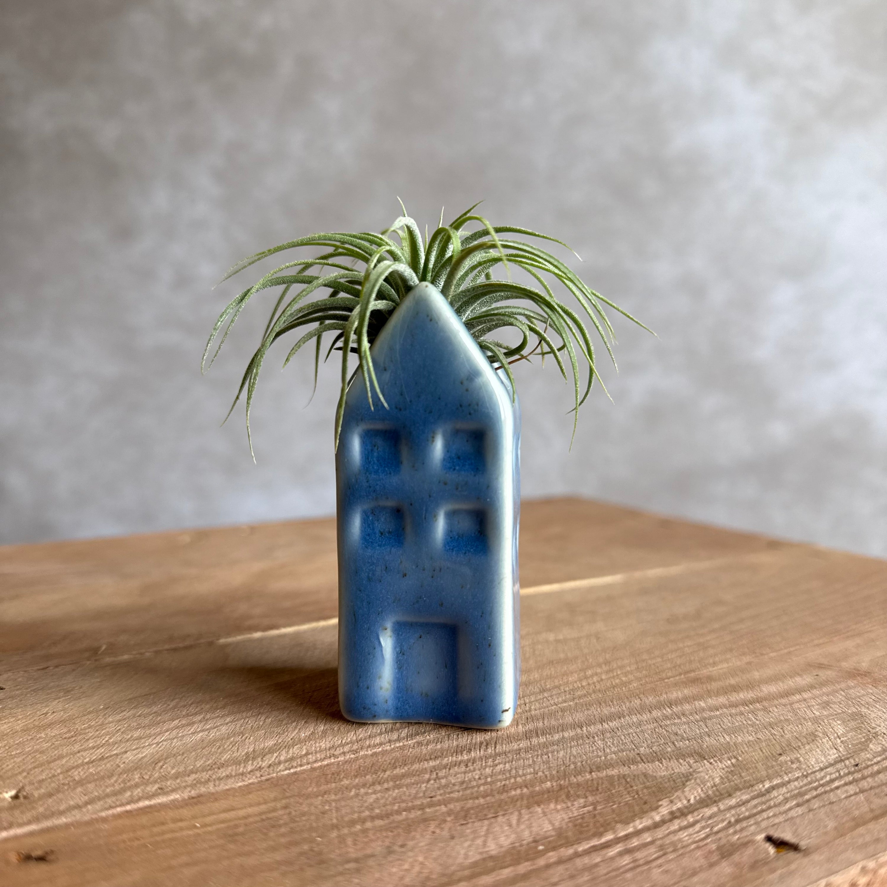 Grachtenpandje + airplant