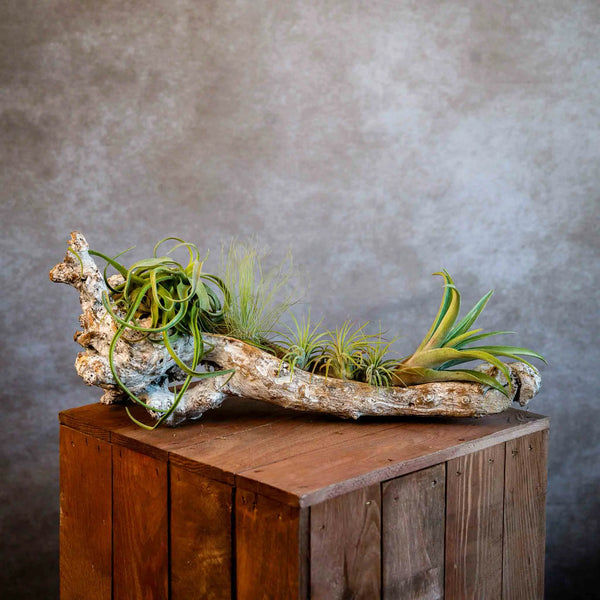 DIY: Boomstronk met Tillandsia's