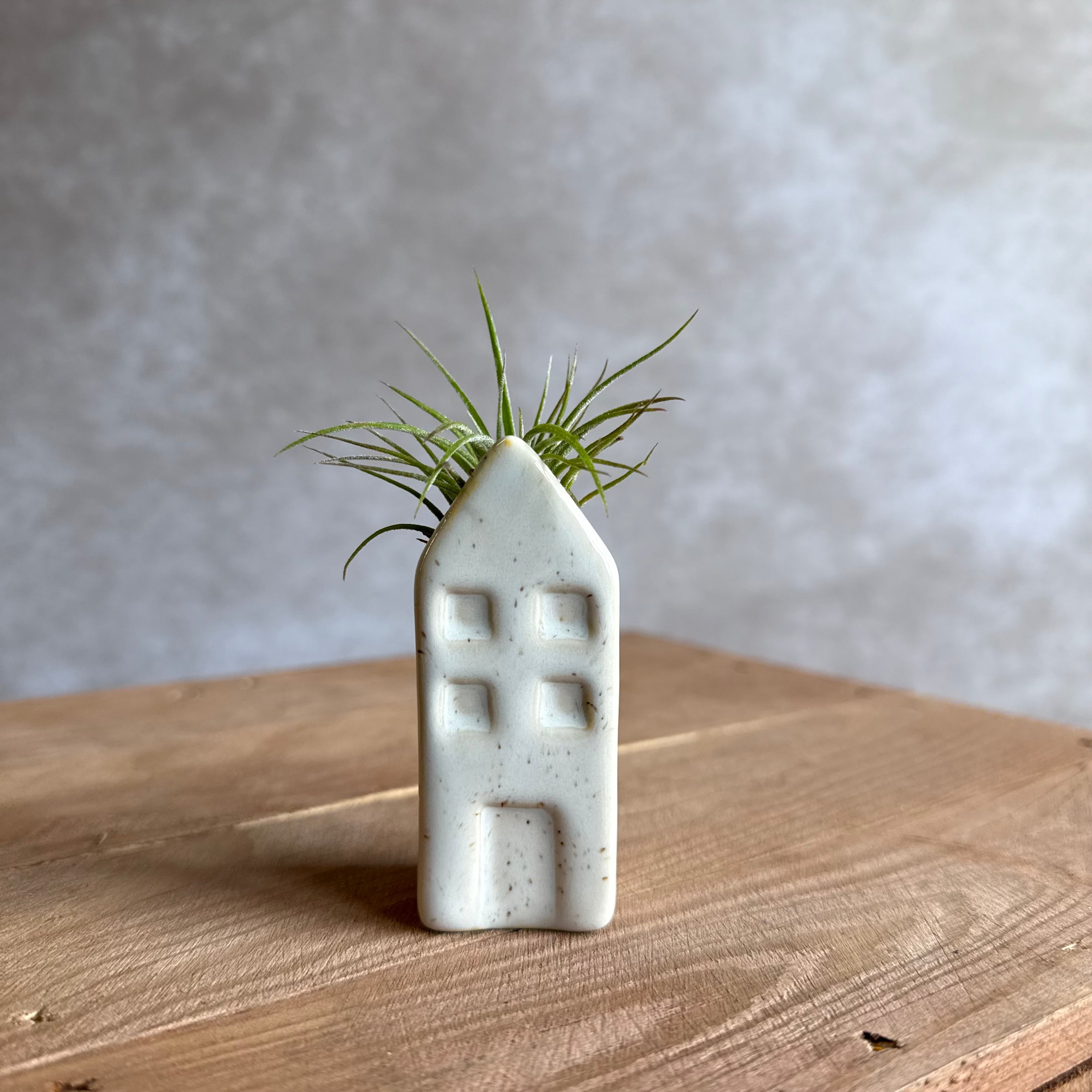 Grachtenpandje + airplant