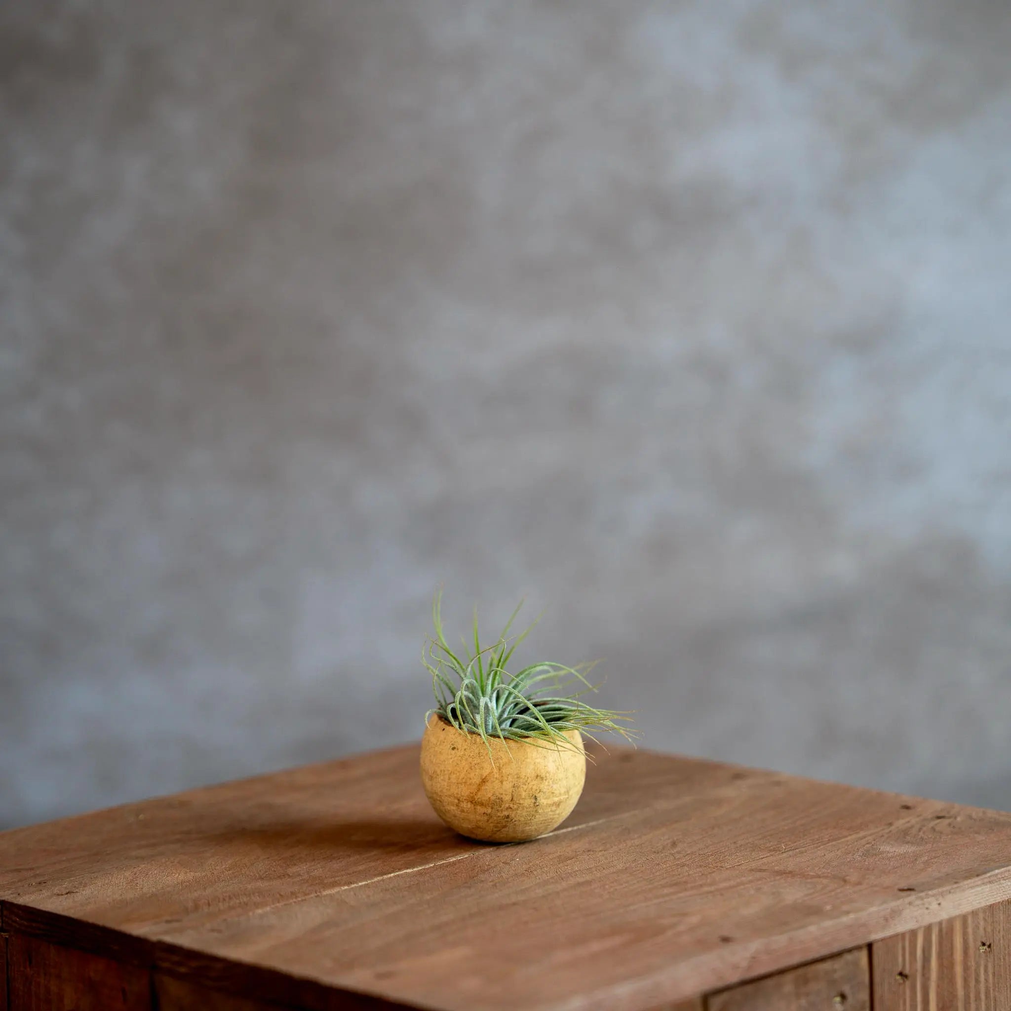 Bellcup Met Tillandsia