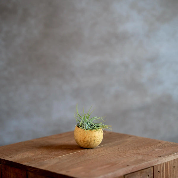 Bellcup Met Tillandsia