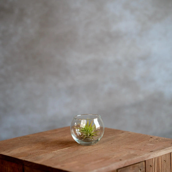 Bolvaasje Met Tillandsia