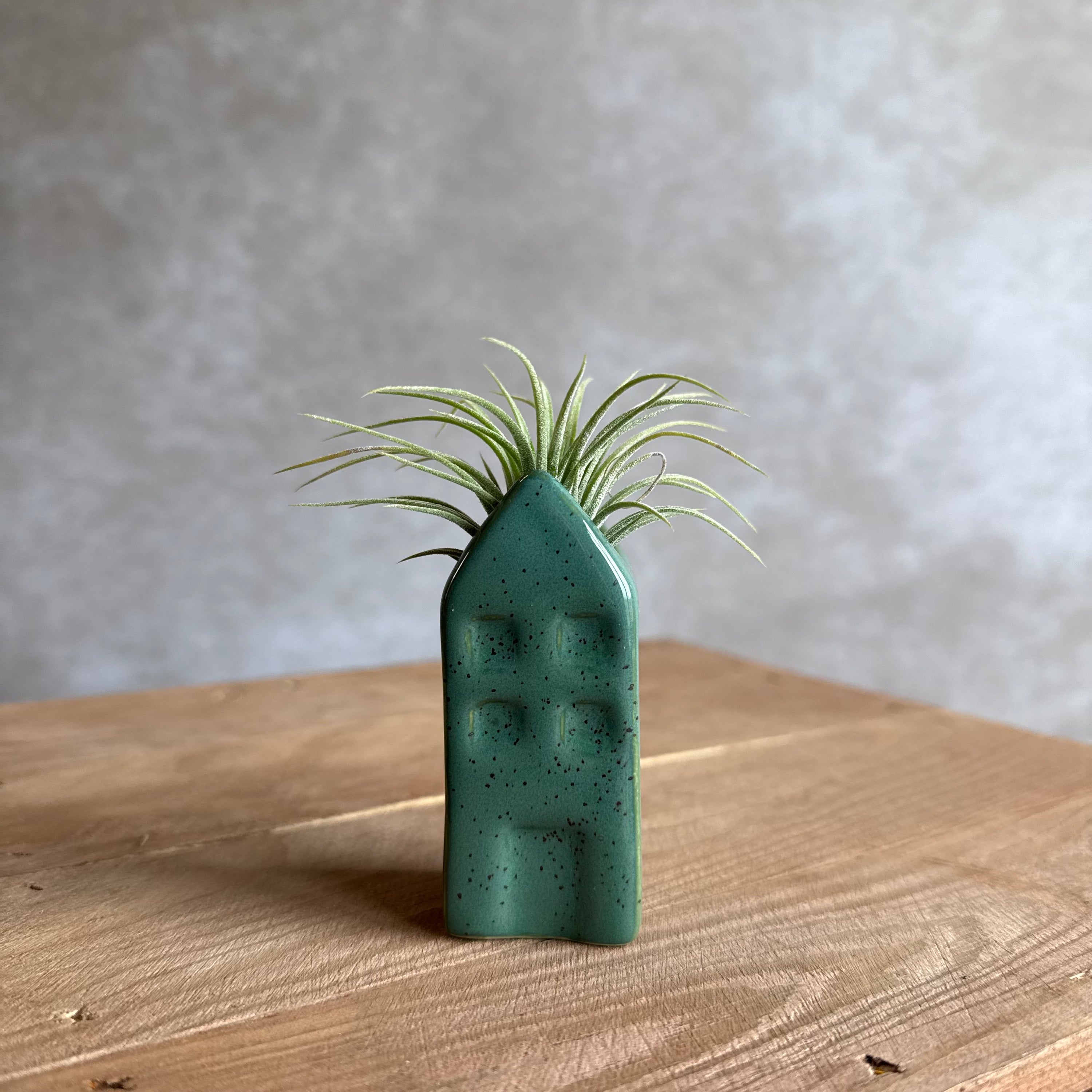 Grachtenpandje + airplant
