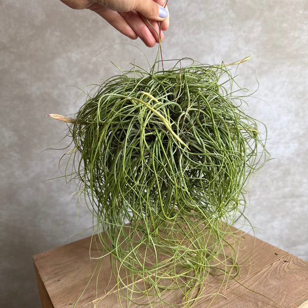 Tillandsia butzii cluster (jumbo)
