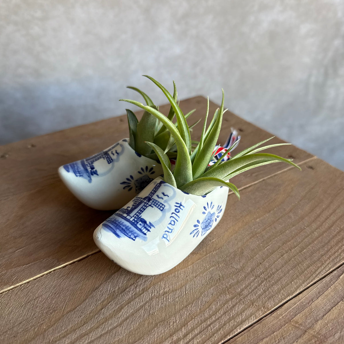 Klompen 8cm met airplant