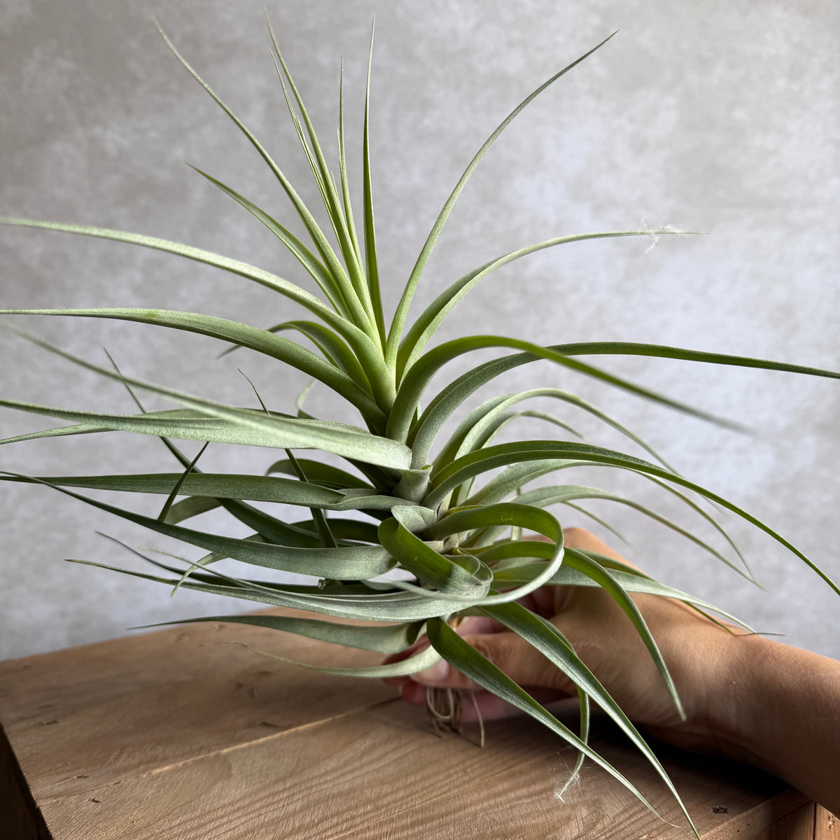 Tillandsia incarnata