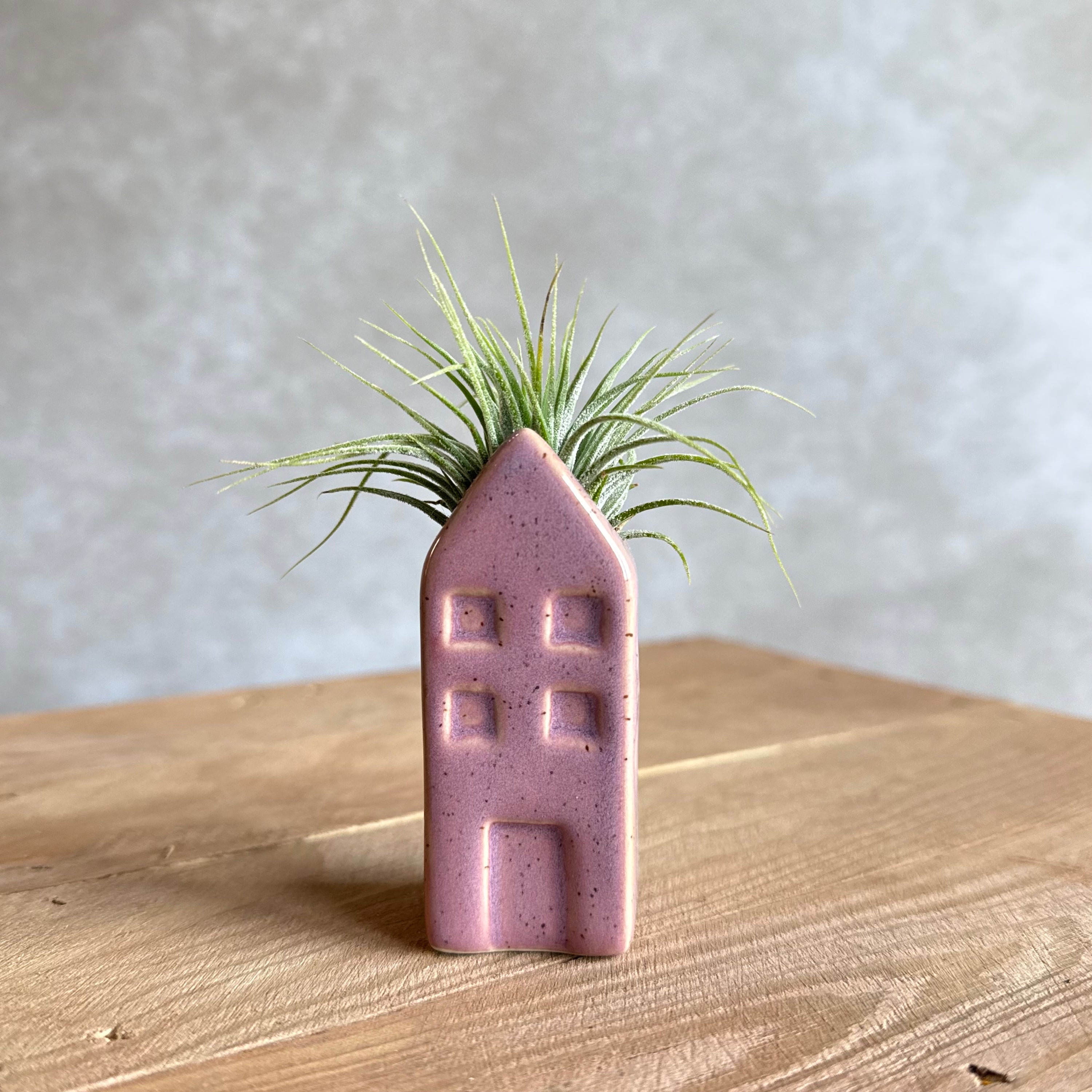 Grachtenpandje + airplant