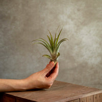 Tillandsia Capitata