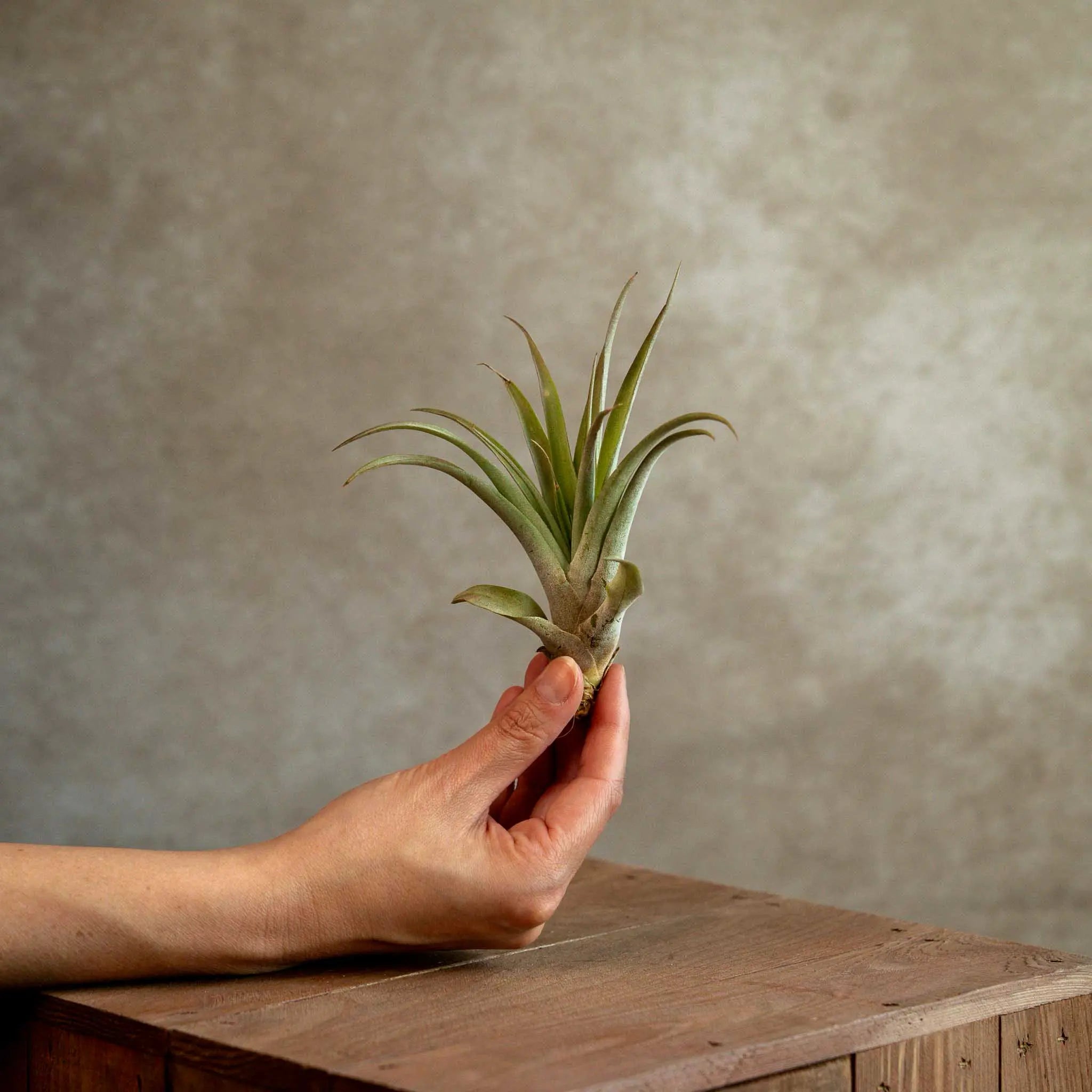 Tillandsia Capitata