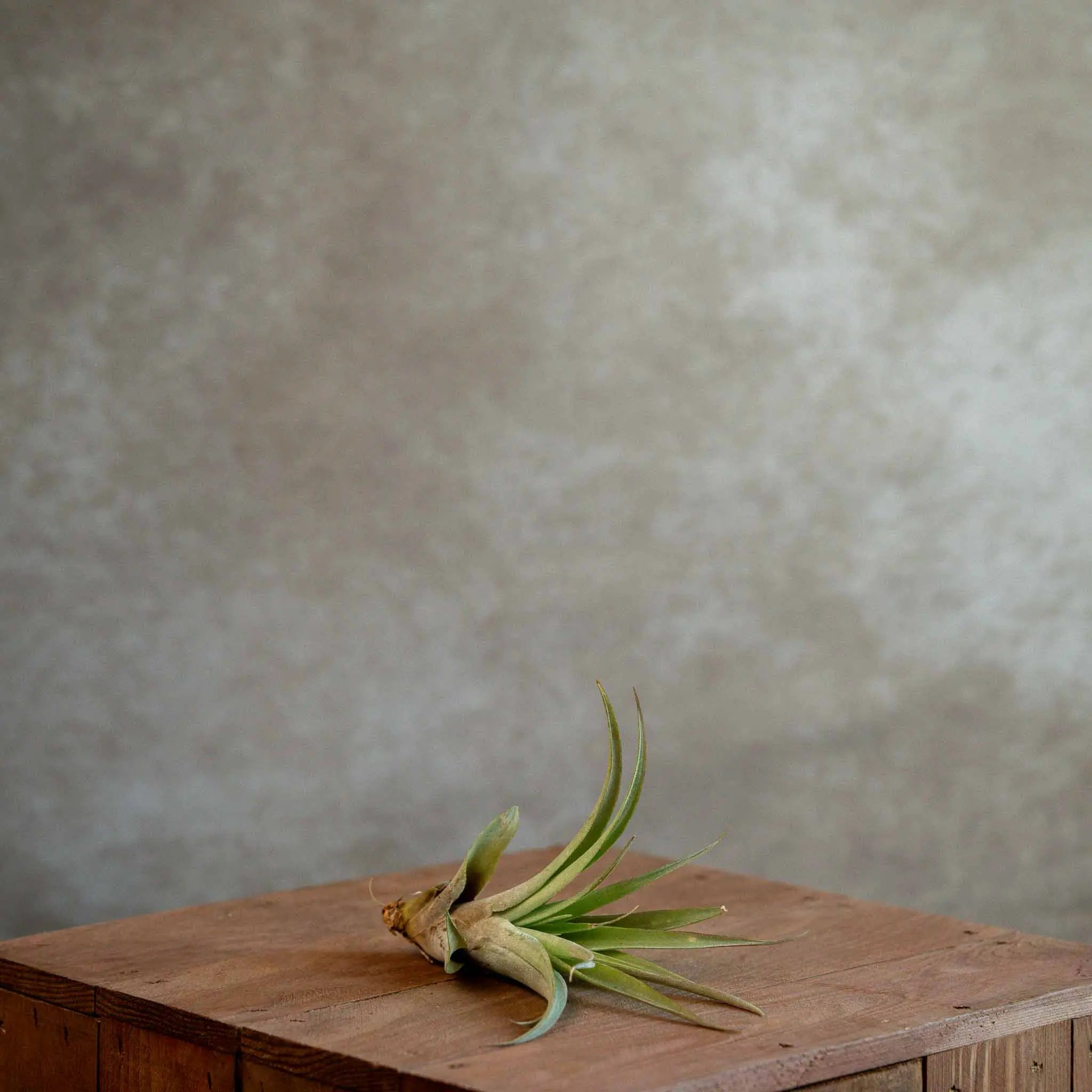 Tillandsia Capitata