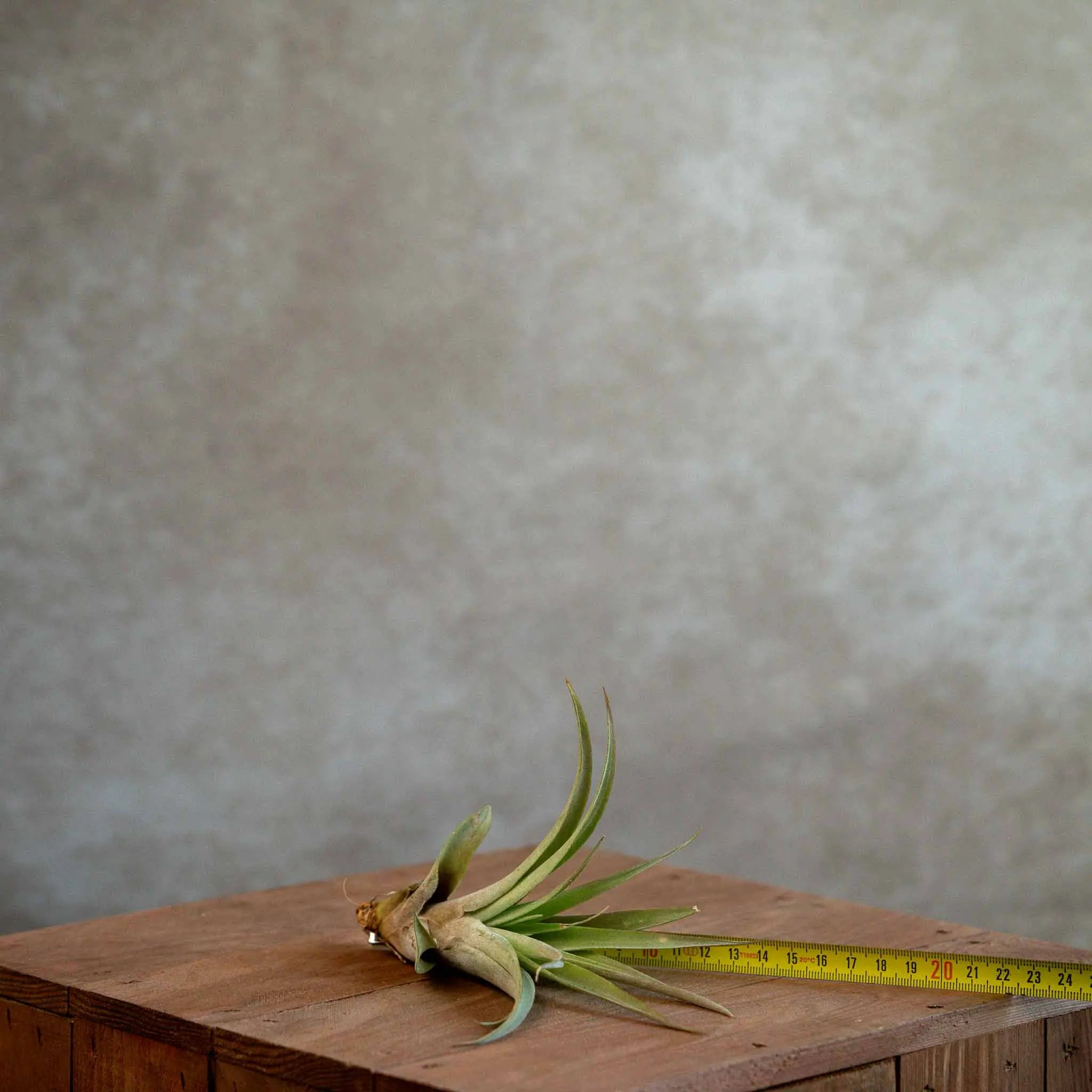 Tillandsia Capitata