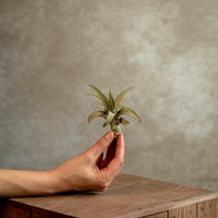 Tillandsia Capitata