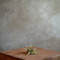 Tillandsia Capitata