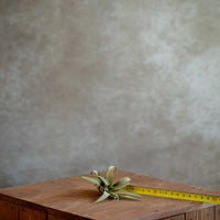 Tillandsia Capitata