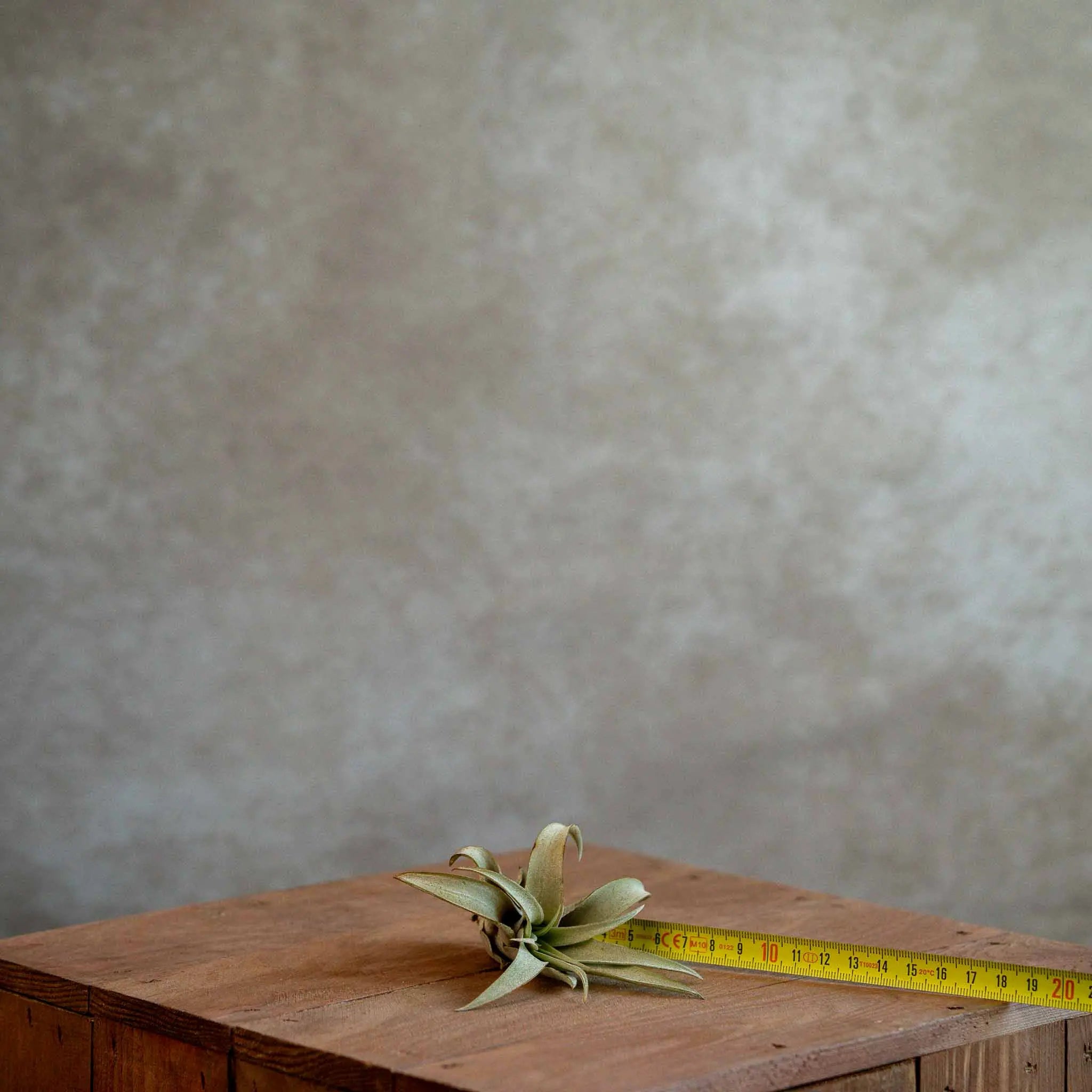 Tillandsia Capitata