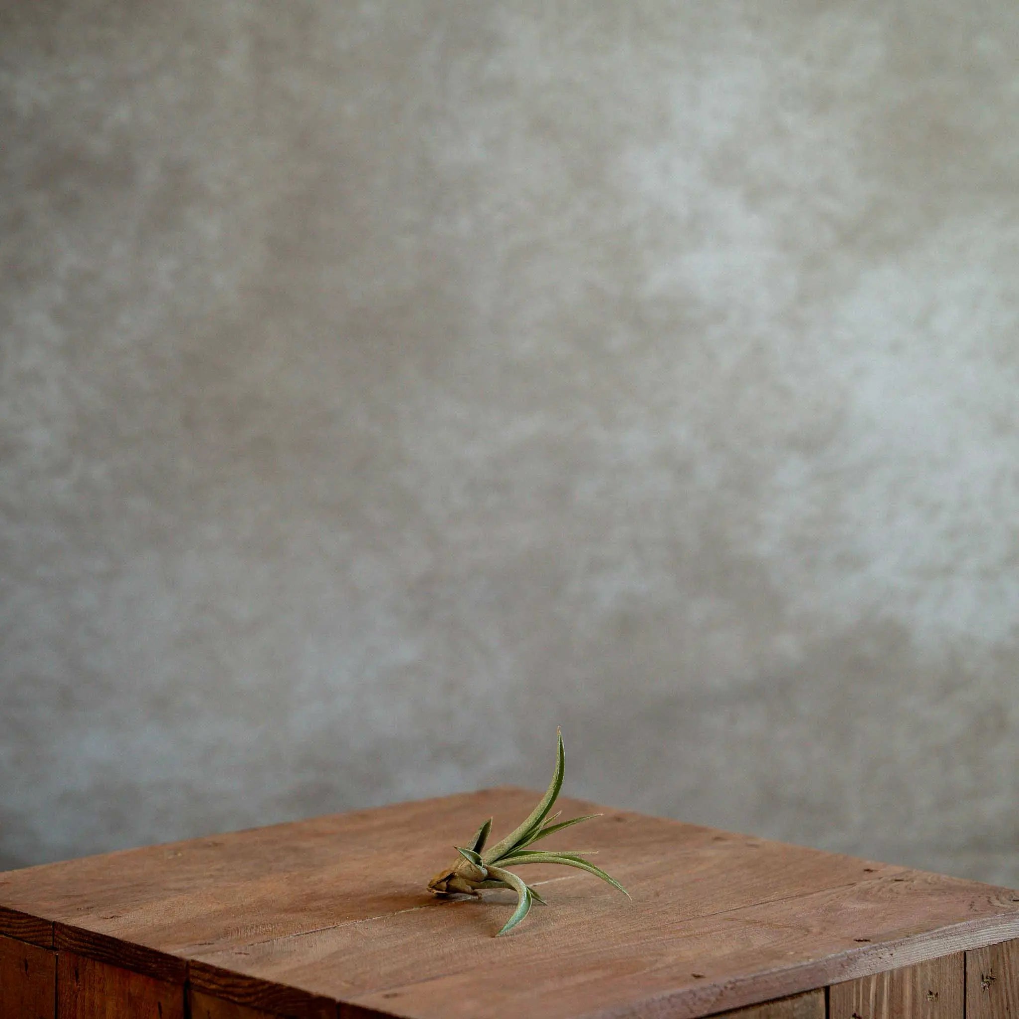 Tillandsia Capitata