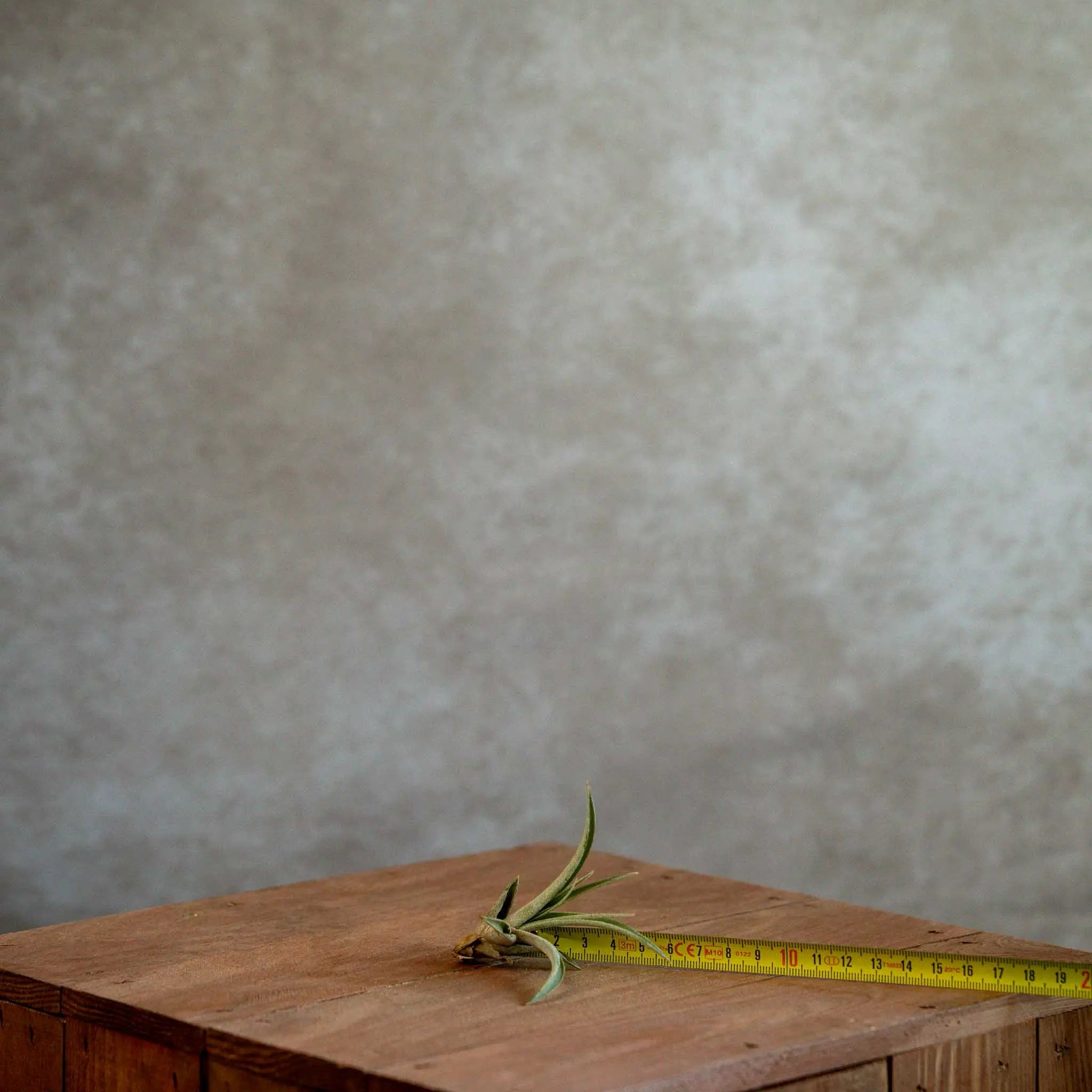 Tillandsia Capitata
