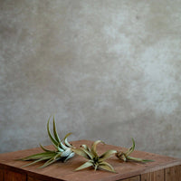Tillandsia Capitata