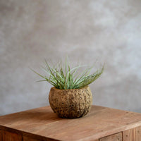 Cocos Houder Met Airplant