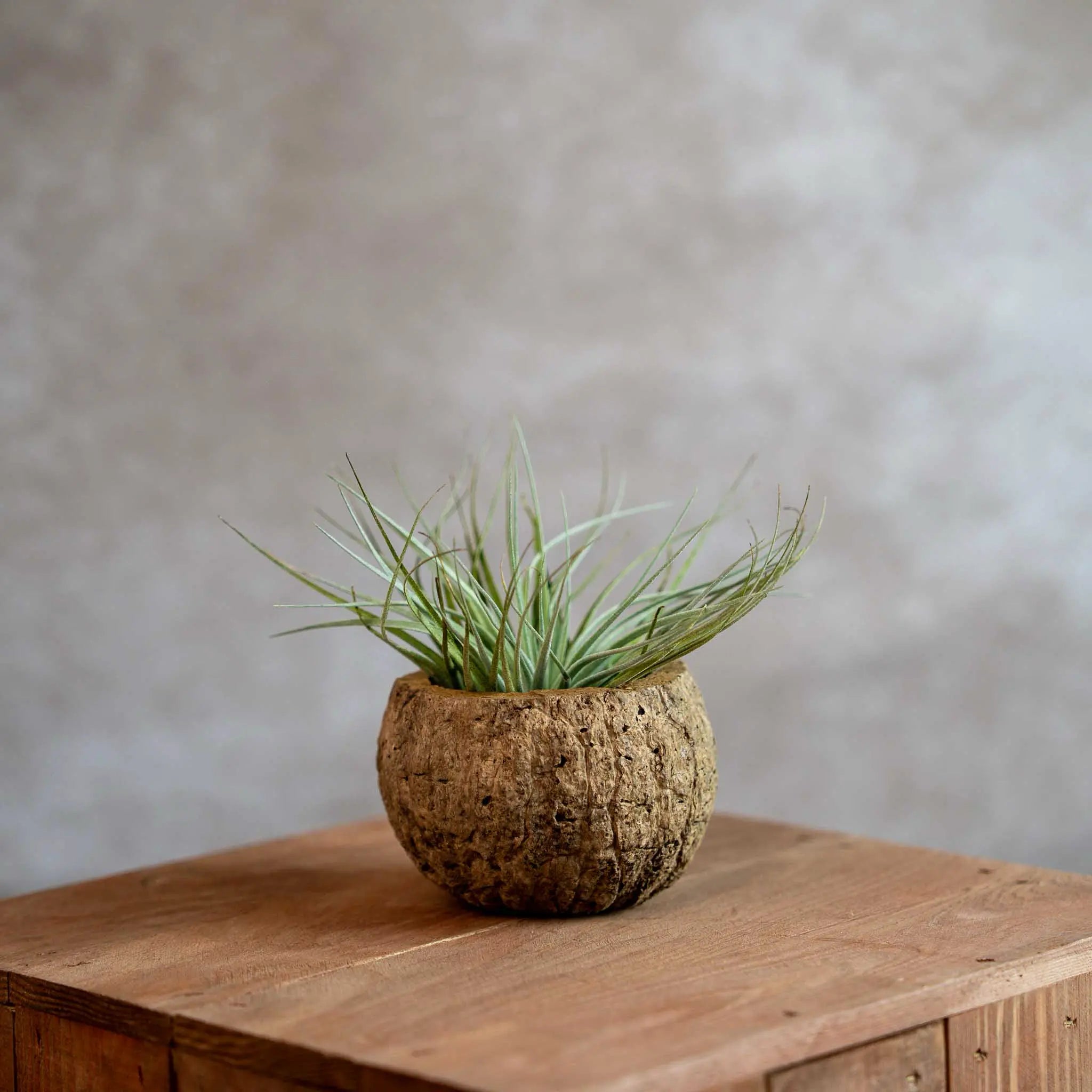 Cocos Houder Met Airplant