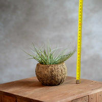 Cocos Houder Met Airplant