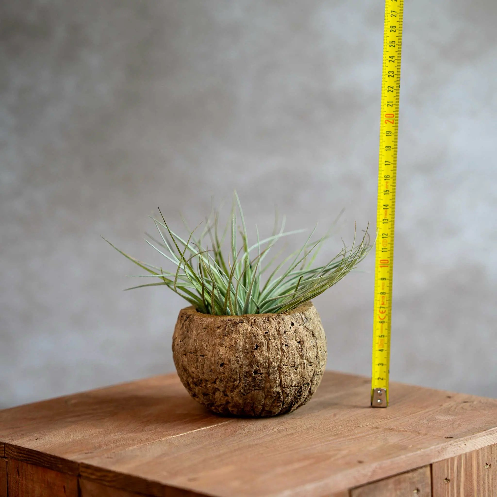 Cocos Houder Met Airplant
