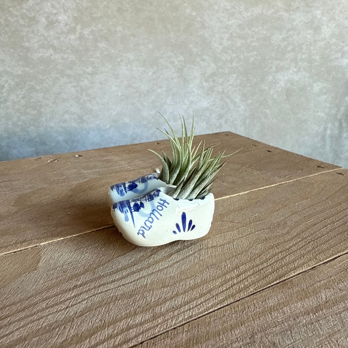 Magneet klompjes 5cm met airplant