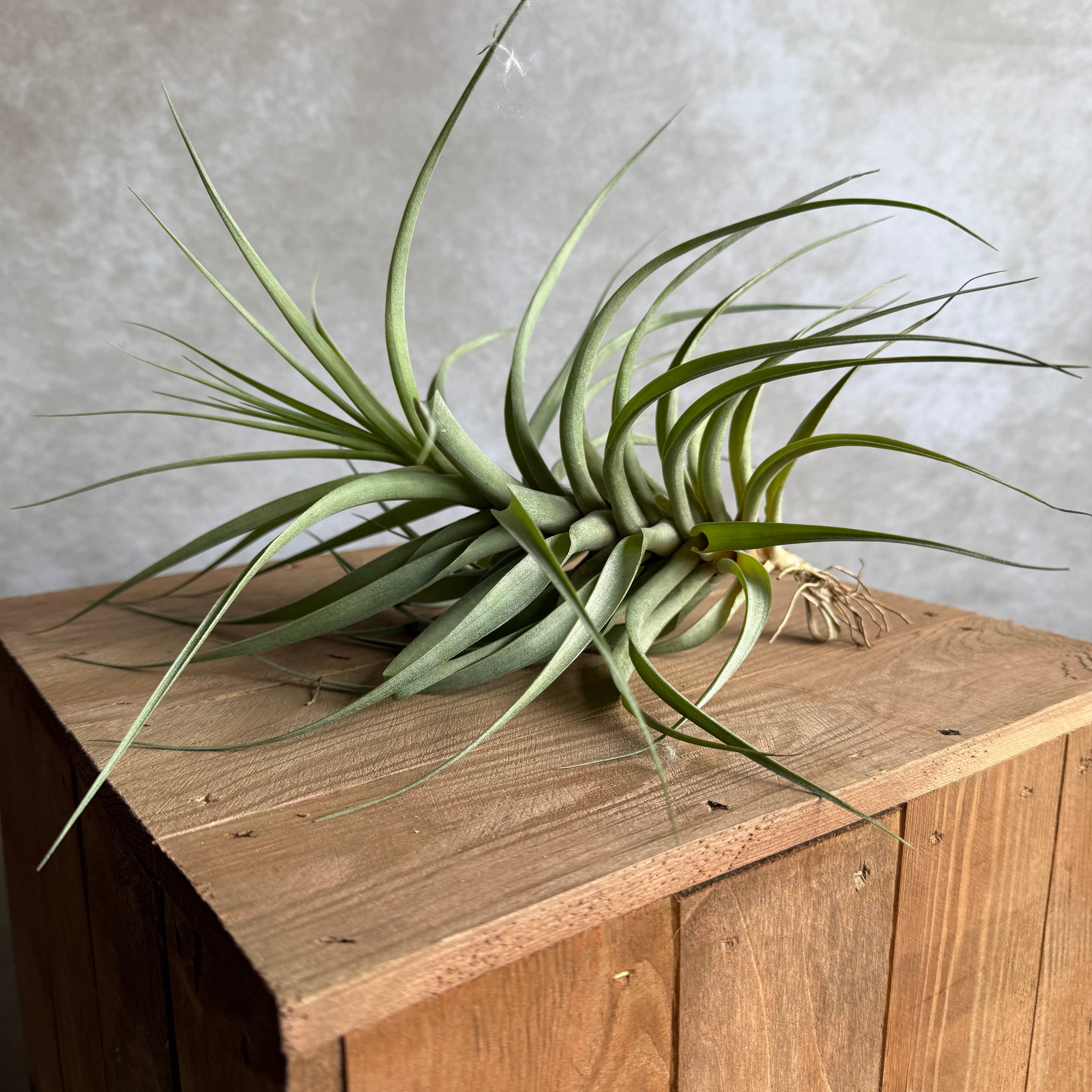 Tillandsia incarnata