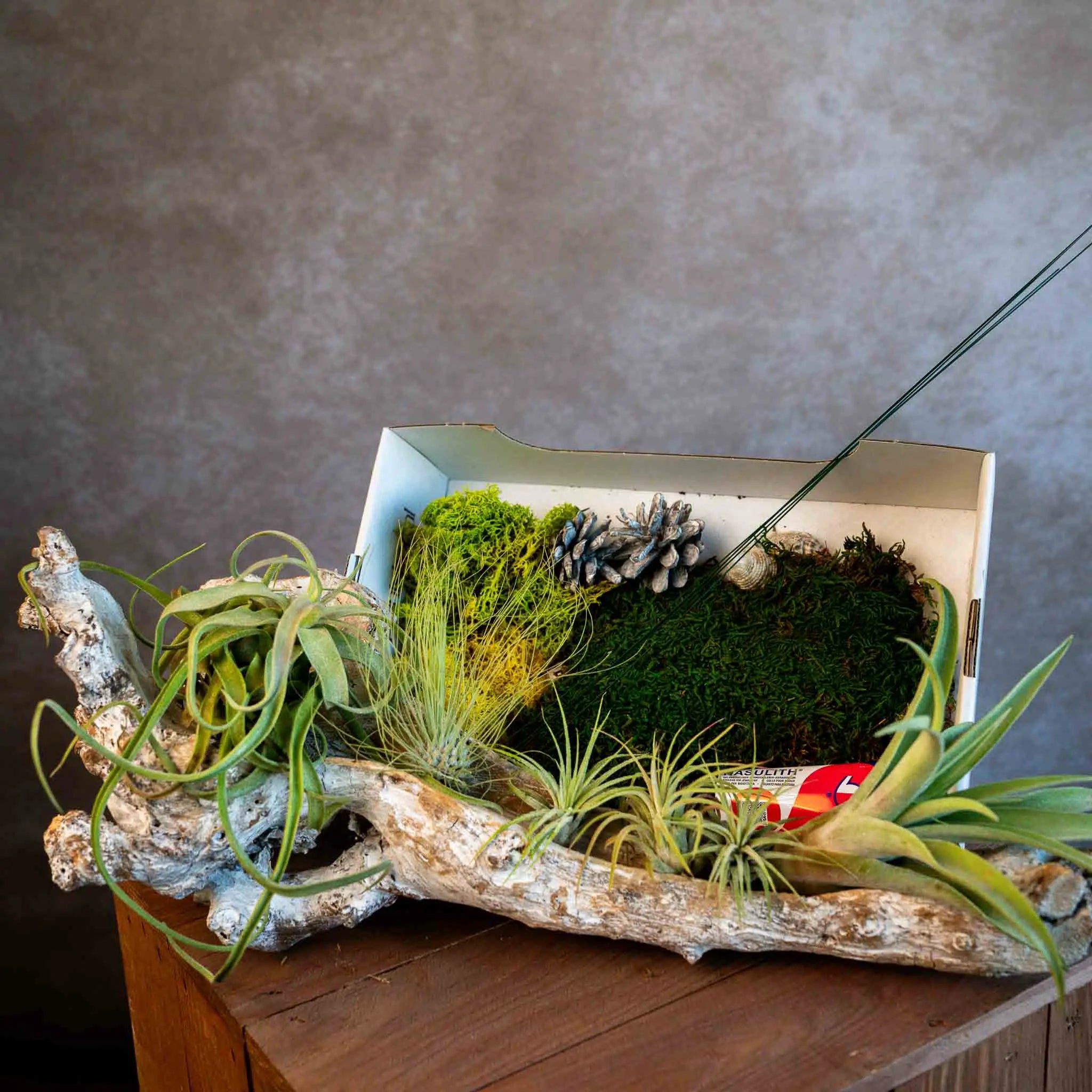 DIY: Boomstronk met Tillandsia's