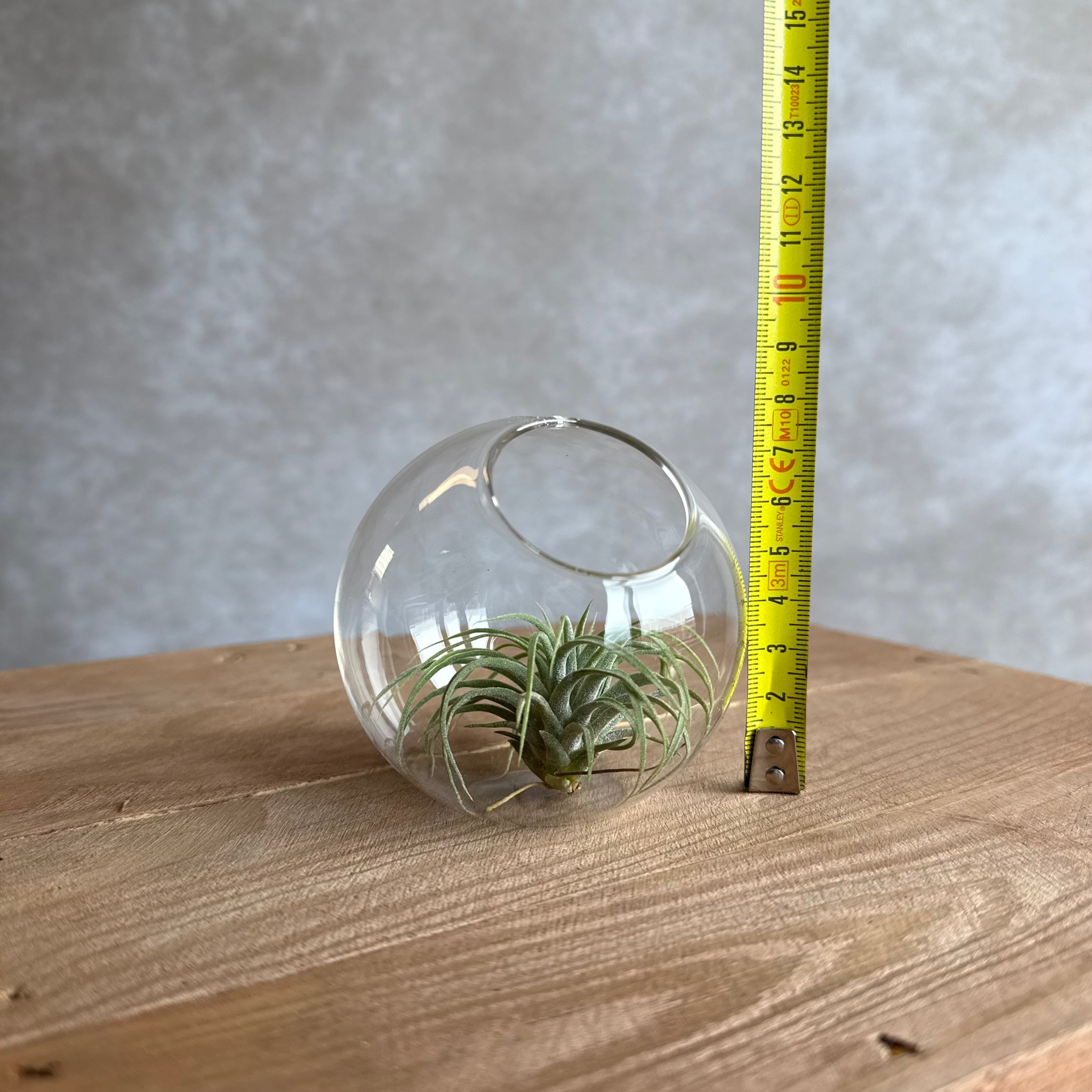 Glas vaas 8cm met Tillandsia