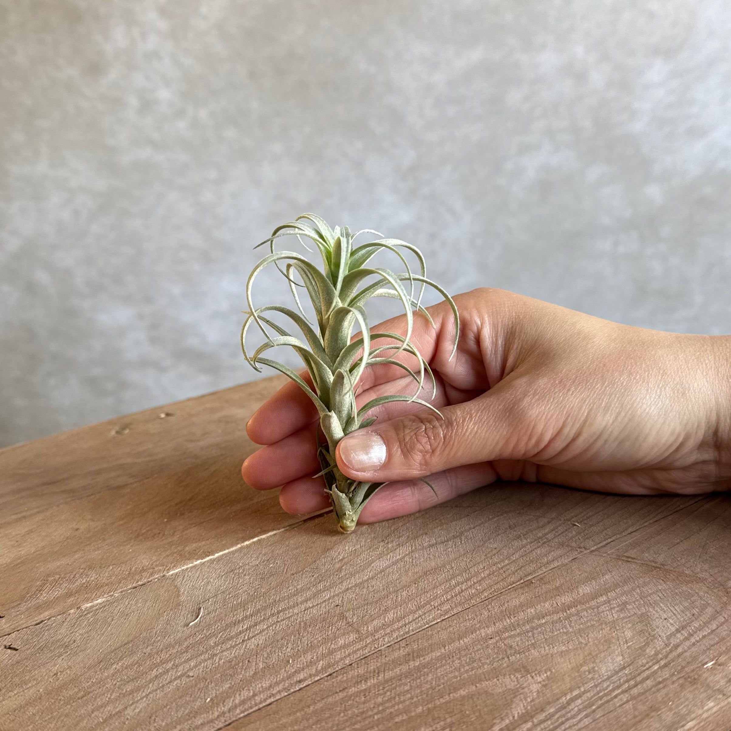 Tillandsia nana