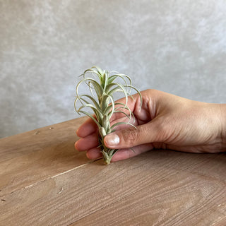 Tillandsia nana