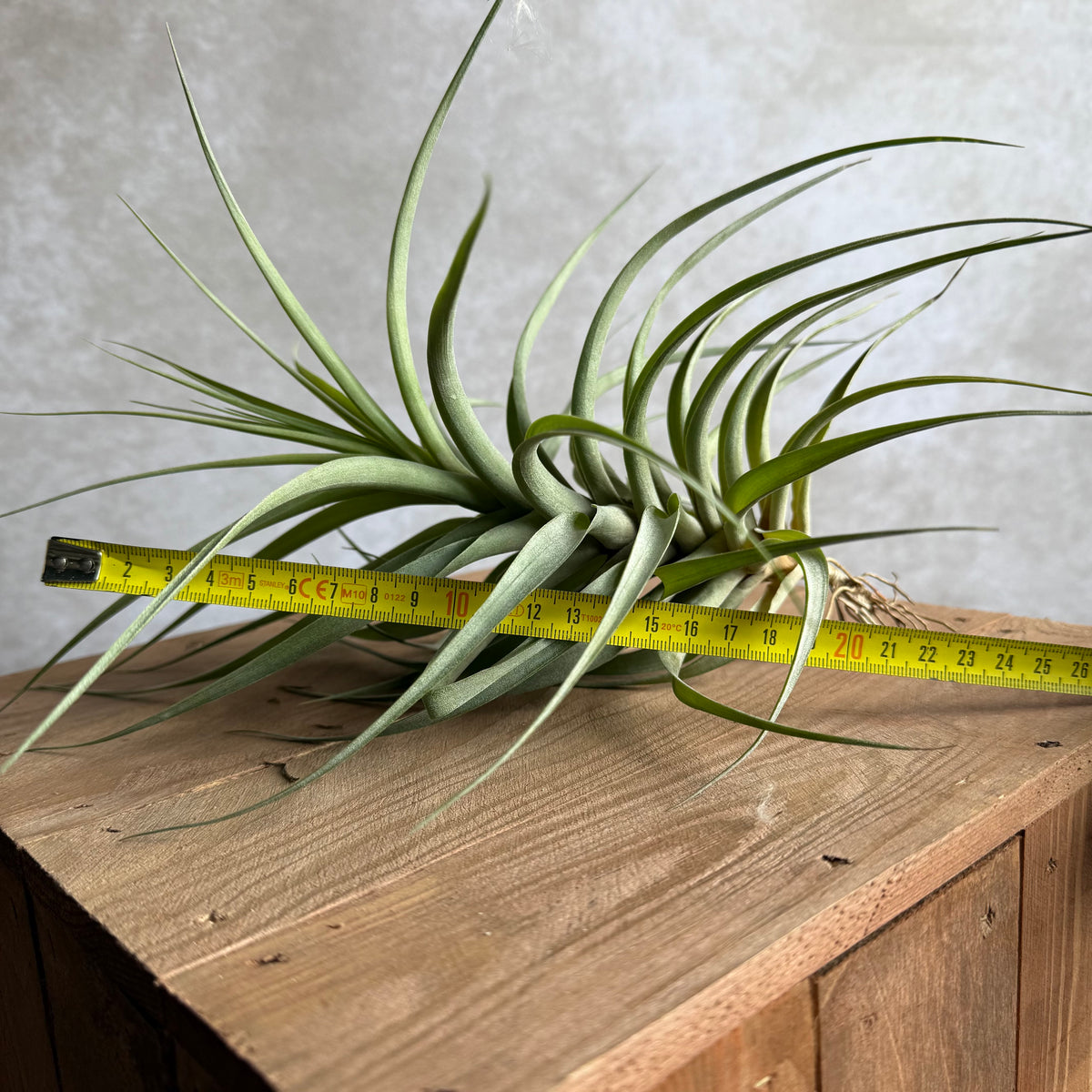Tillandsia incarnata