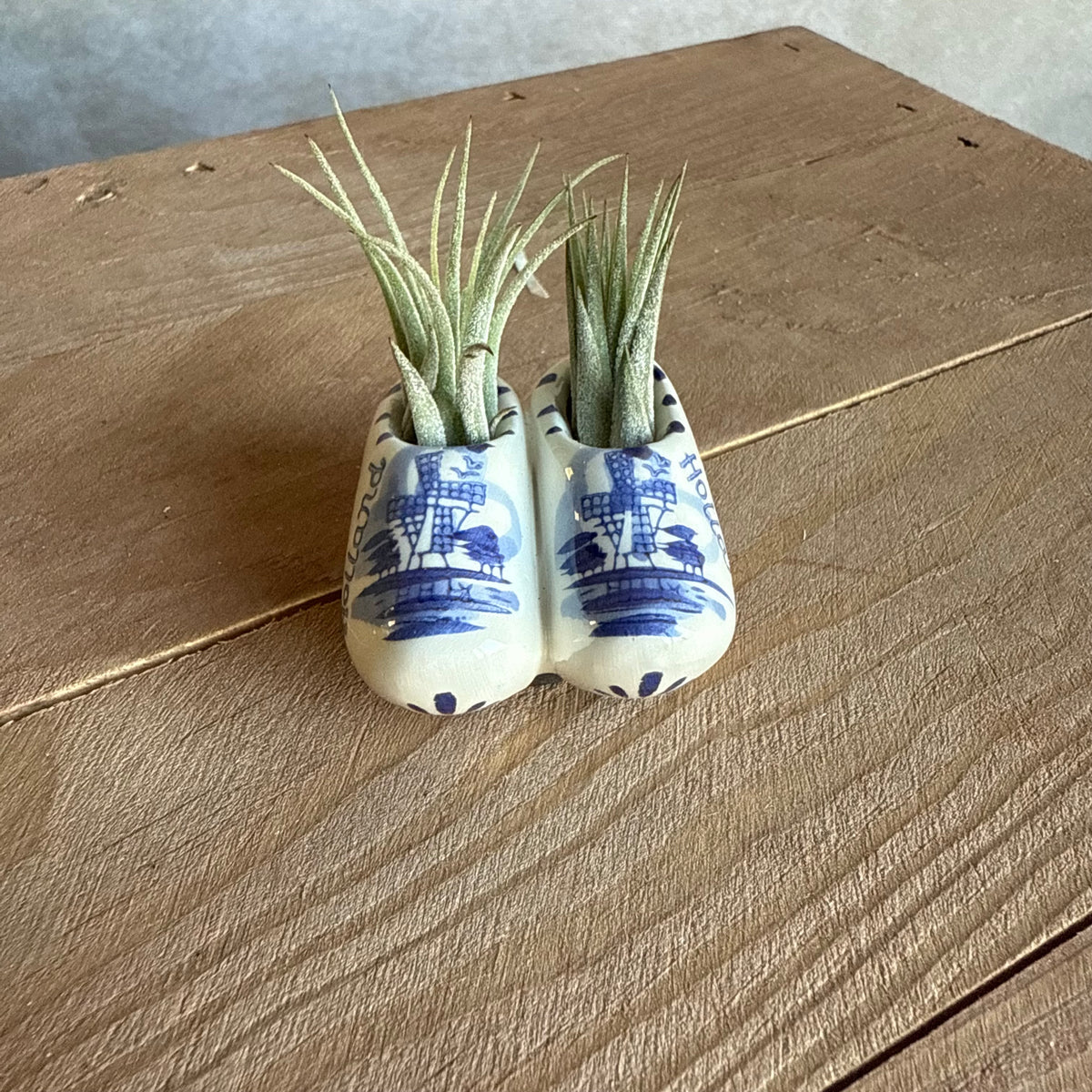 Magneet klompjes 5cm met airplant