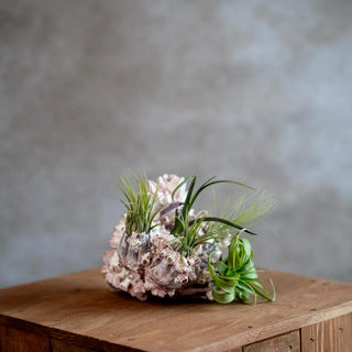 DIY: Zeepok met Airplants