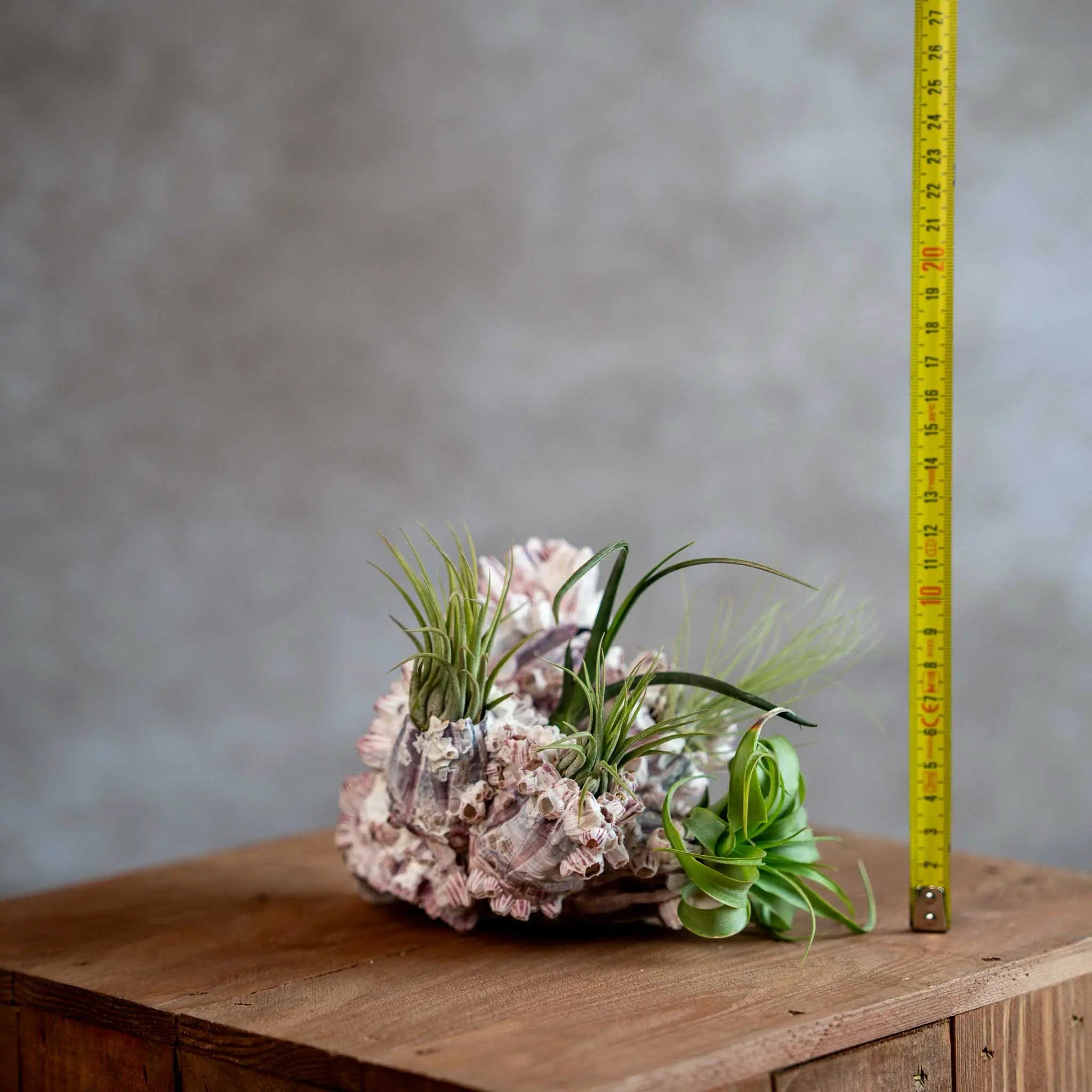 Diy Zeepok Met Airplants