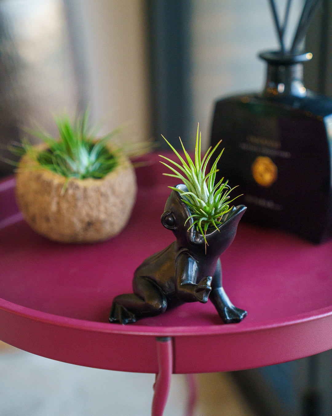 Hybrids - unieke soorten – Airplantshop