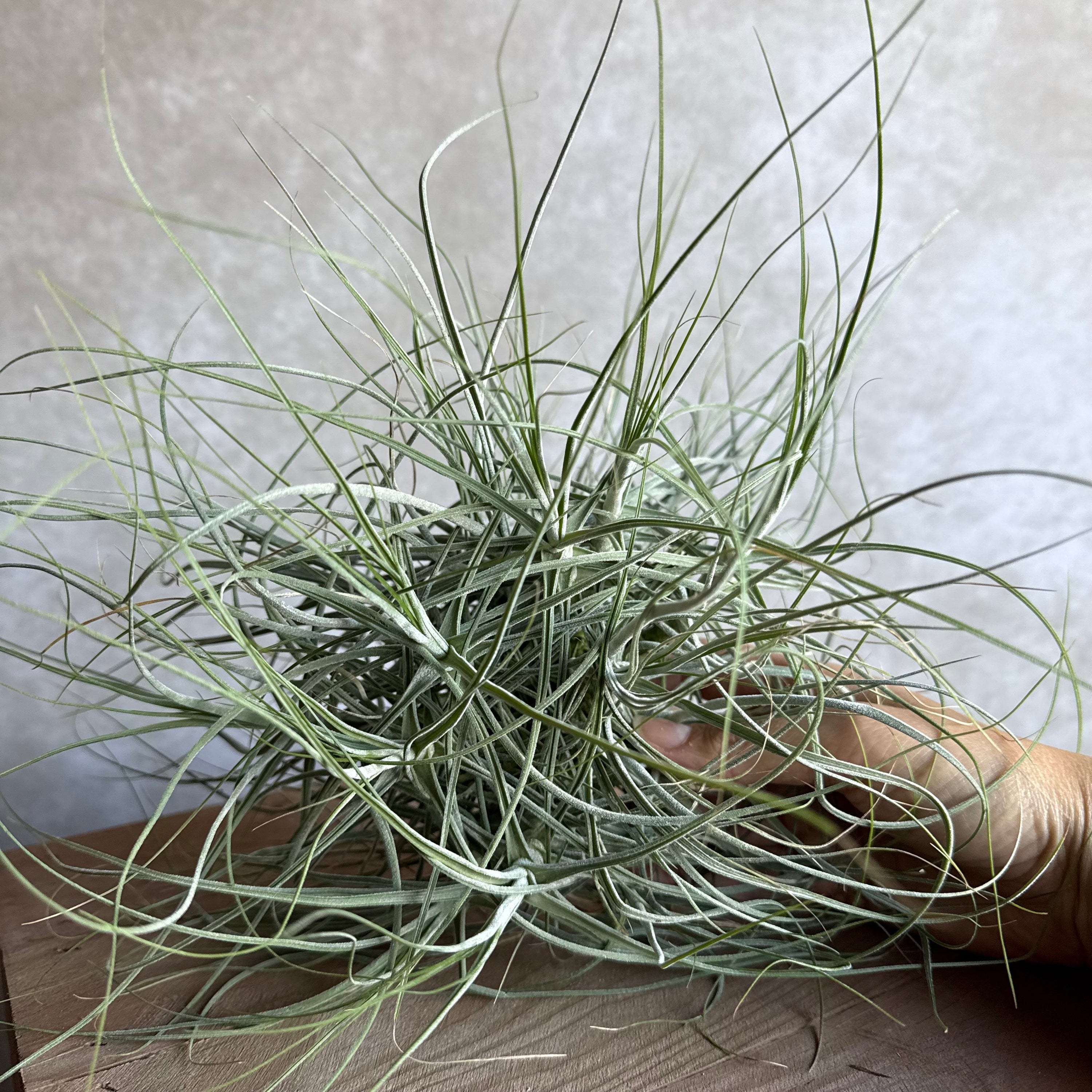 Tillandsia schiedeana XXL