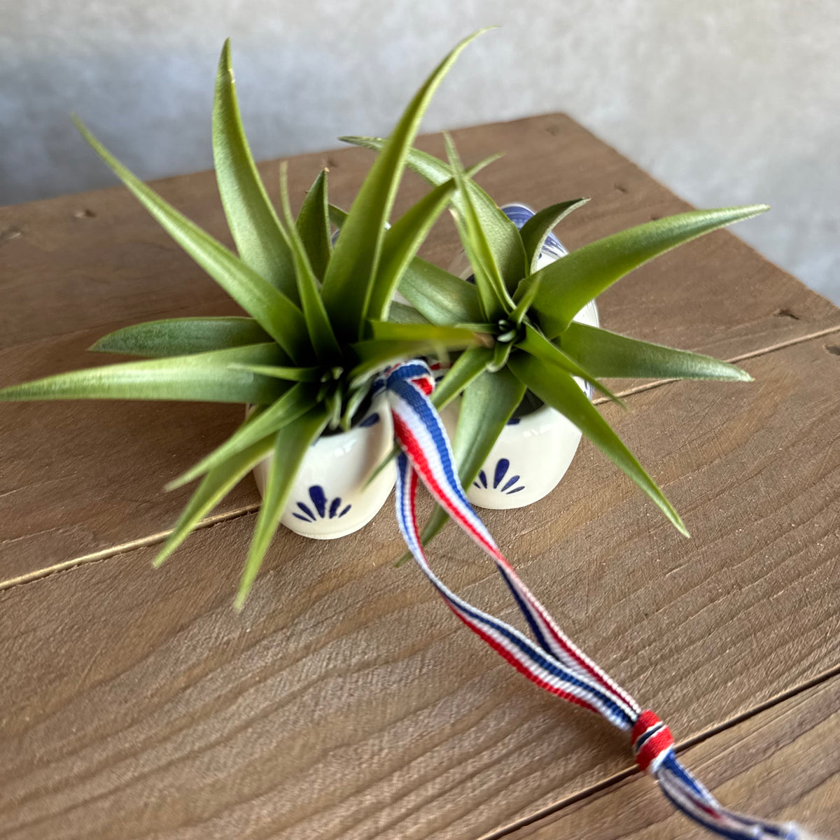 Klompen 8cm met airplant