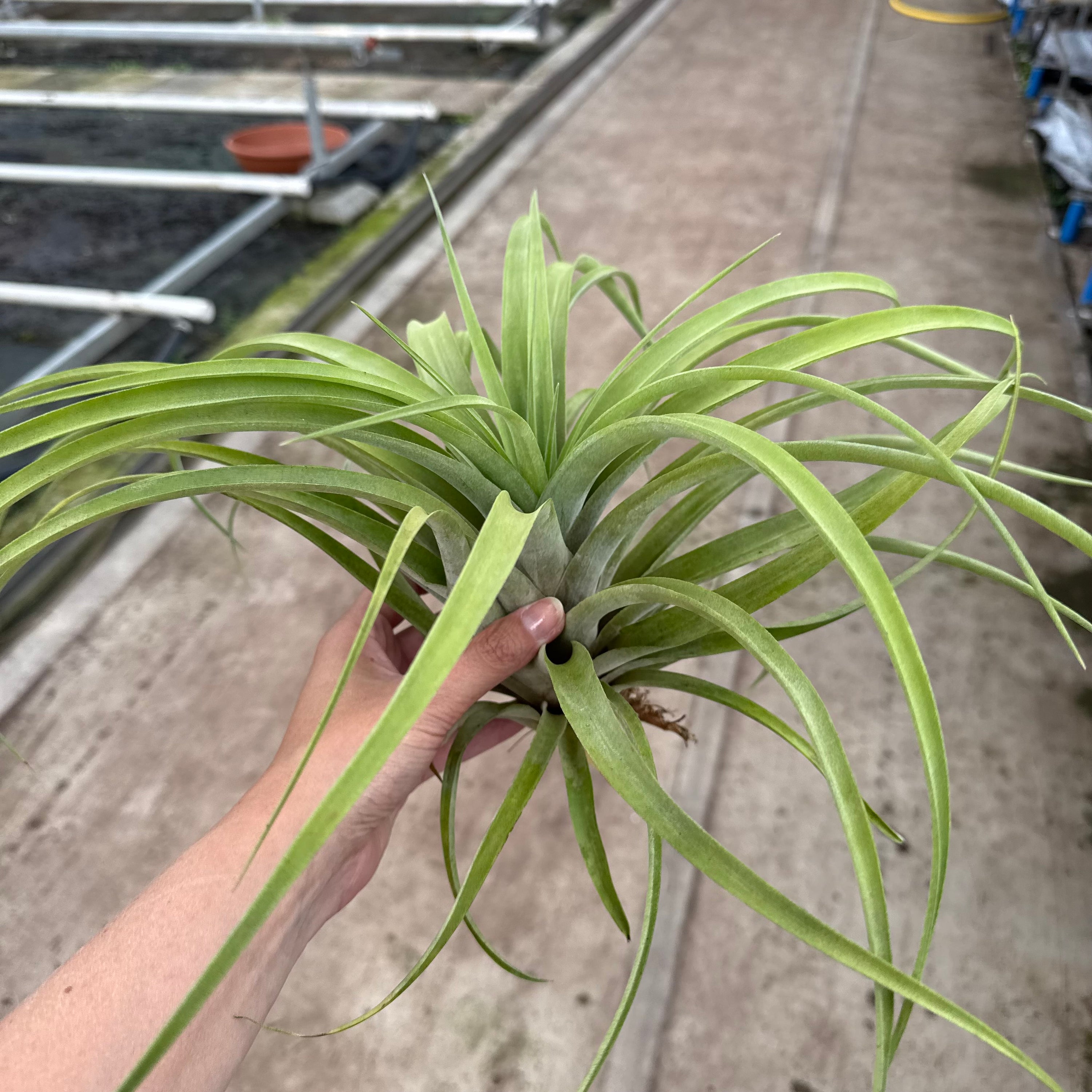 Tillandsia capitata XXL