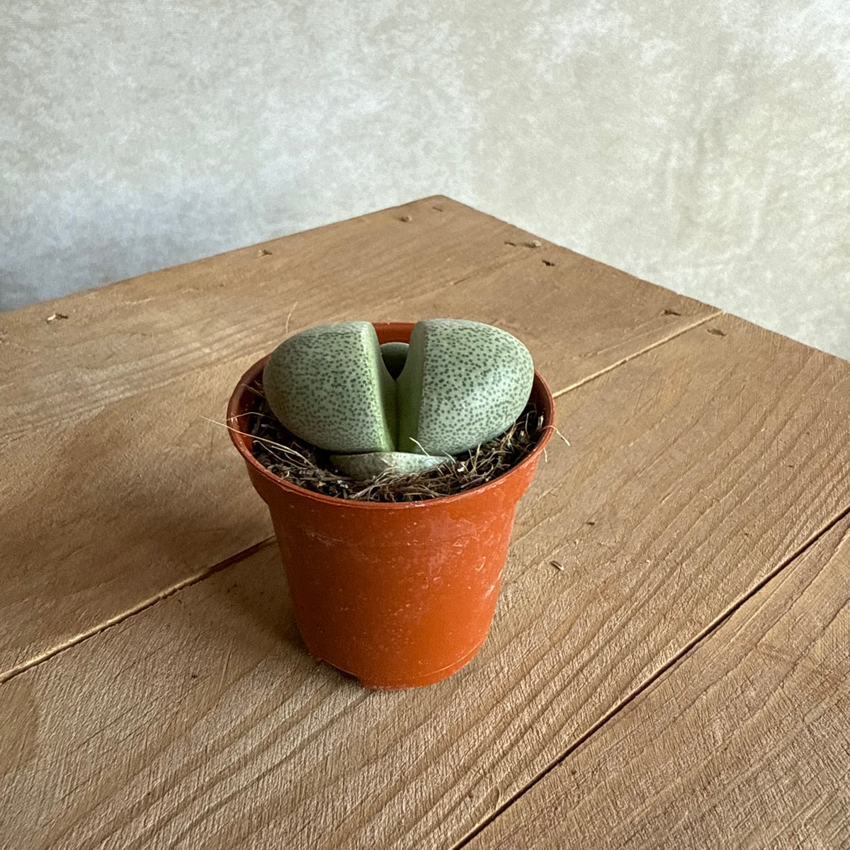 Lithops Pleiospilos nelii