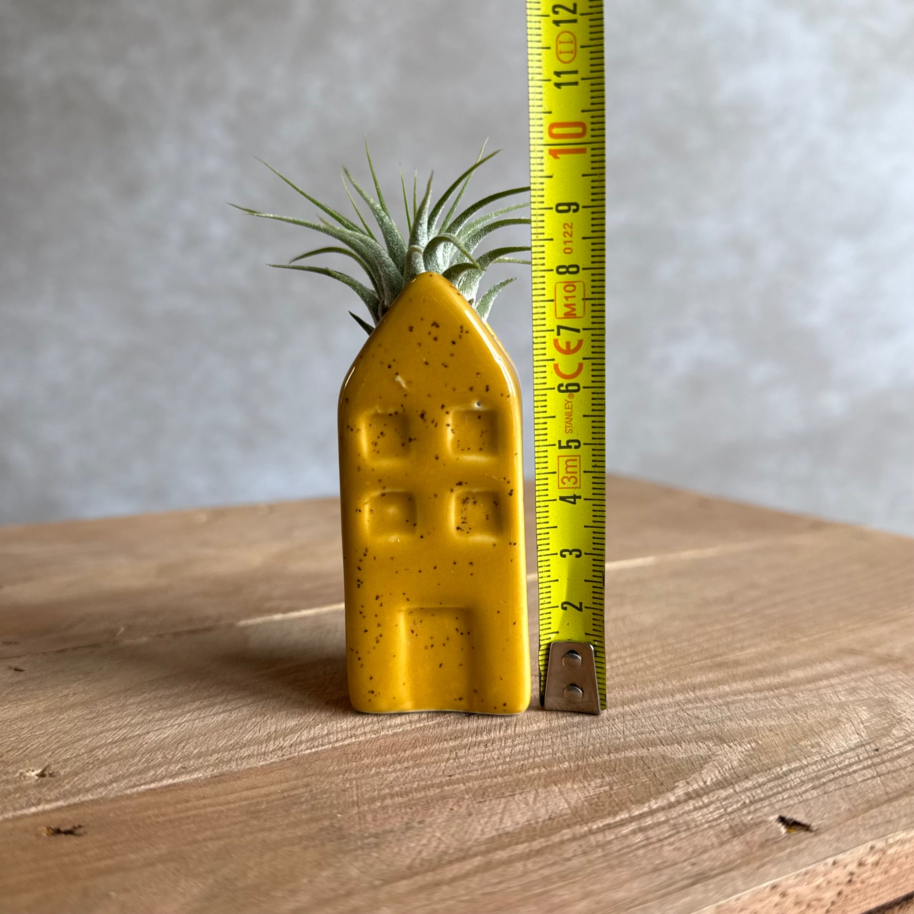 Grachtenpandje + airplant