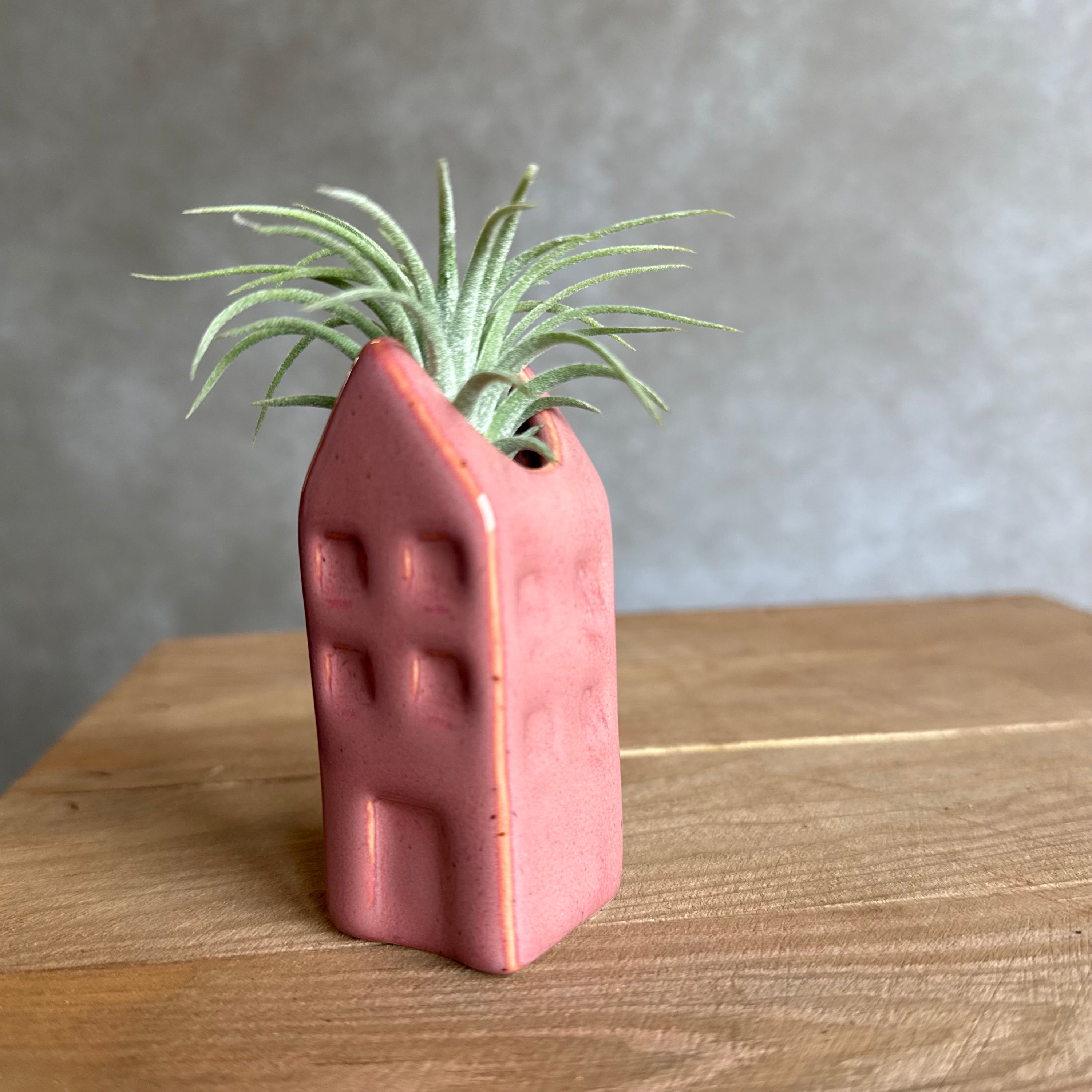 Grachtenpandje + airplant