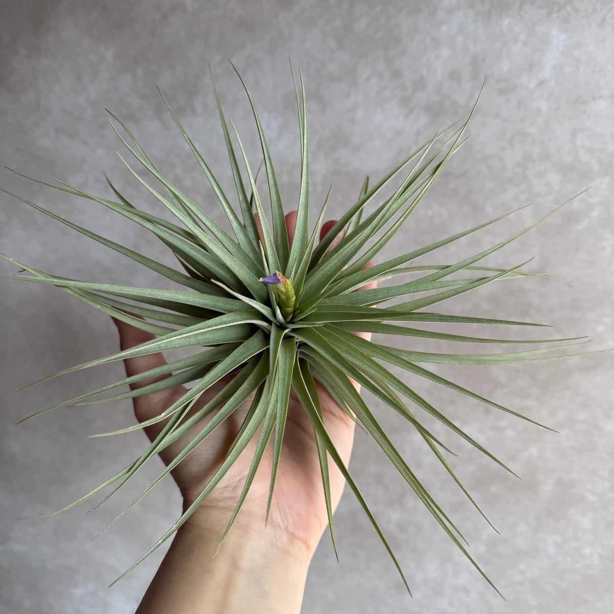 Tillandsia Espinosae XXL