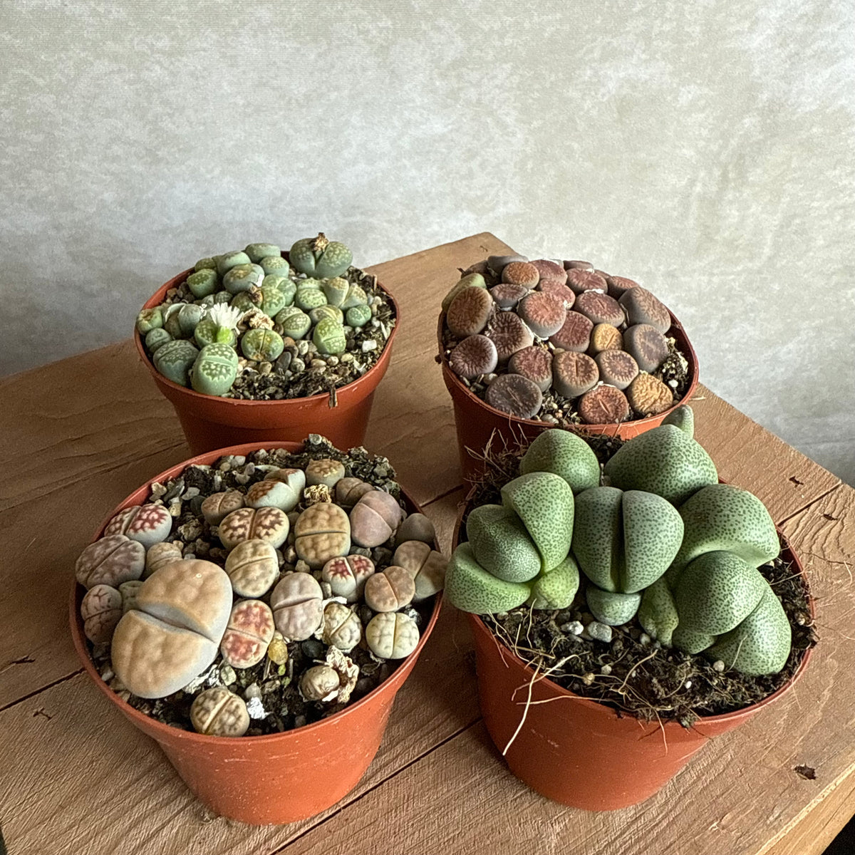 Lithops mix (4 stuks)